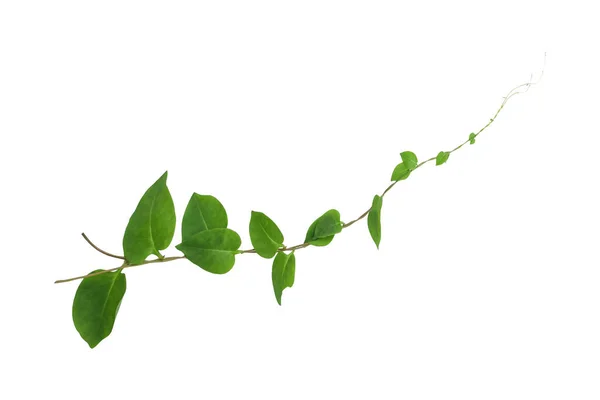 Kalp şeklinde yeşil yapraklar tırmanan sarmaşık sarmaşıkları (Telosma kordata) sarmaşık sarmaşığı sarmaşık sarmaşığı beyaz arka planda yalıtılmış yabani orman bitkisi, kırpma yolu dahil.