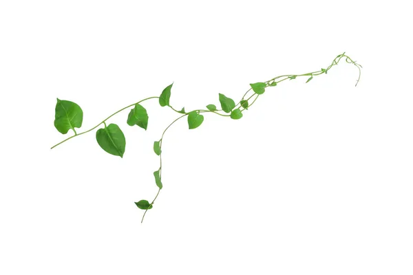 ハート型の緑の葉カウスリップ クリーパーのつるを登るツタ テロスマ コルデータ 白い背景に隔離された野生で成長するクリーパーの森の植物 クリッピングパスが含まれています — ストック写真
