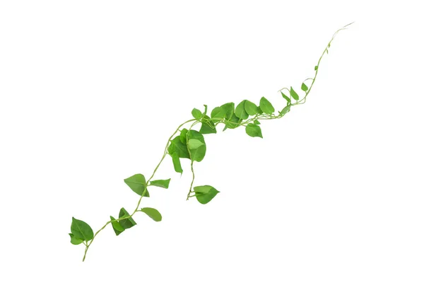 Kalp şeklinde yeşil yapraklar tırmanan sarmaşık sarmaşıkları (Telosma kordata) sarmaşık sarmaşığı sarmaşık sarmaşığı beyaz arka planda yalıtılmış yabani orman bitkisi, kırpma yolu dahil.