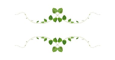 Yeşil yapraklar, şeytan sarmaşığının ya da altın tutamların doğası beyaz arka plandaki tropikal yaprak bitkisinin sınırını oluşturur.