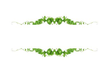 Yeşil yapraklar, şeytan sarmaşığının ya da altın tutamların doğası beyaz arka plandaki tropikal yaprak bitkisinin sınırını oluşturur.