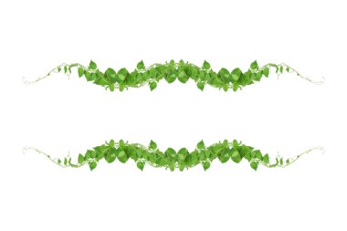 Yeşil yapraklar, şeytan sarmaşığının ya da altın tutamların doğası beyaz arka plandaki tropikal yaprak bitkisinin sınırını oluşturur.