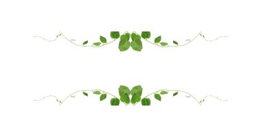 Yeşil yapraklar, şeytan sarmaşığının ya da altın tutamların doğası beyaz arka plandaki tropikal yaprak bitkisinin sınırını oluşturur.