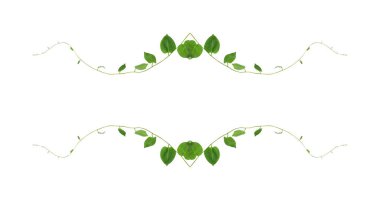 Yeşil yapraklar, şeytan sarmaşığının ya da altın tutamların doğası beyaz arka plandaki tropikal yaprak bitkisinin sınırını oluşturur.