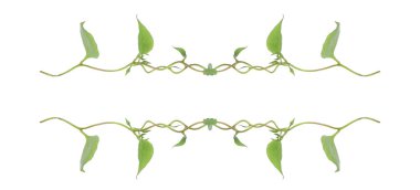 Yeşil yapraklar, şeytan sarmaşığının ya da altın tutamların doğası beyaz arka plandaki tropikal yaprak bitkisinin sınırını oluşturur.