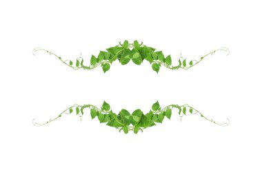 Yeşil yapraklar, şeytan sarmaşığının ya da altın tutamların doğası beyaz arka plandaki tropikal yaprak bitkisinin sınırını oluşturur.