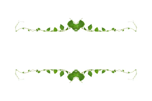 Yeşil Yapraklar Şeytan Sarmaşığının Altın Tutamların Doğası Beyaz Arka Plandaki — Stok fotoğraf