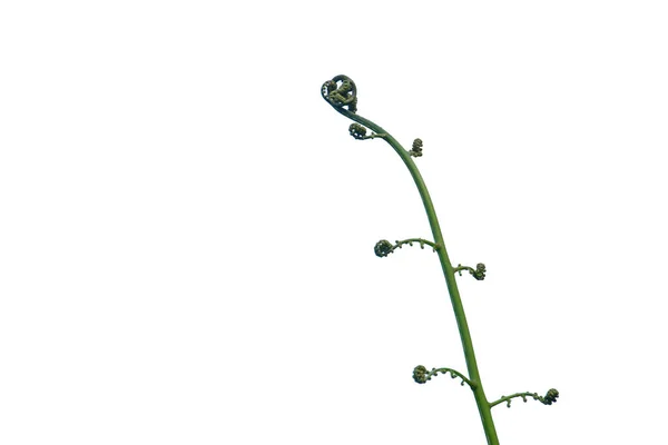 Fern Leaf Isolated White Background — Stock Photo, Image