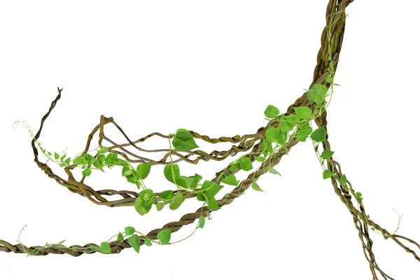 Köklerinde dairesel sarmaşık var. Çalı üzümü ya da üç yapraklı yabani asma cayratia (Cayratia trifolia) liana sarmaşık bitkisi çalılığı, doğa çerçevesi orman sınırı, kesme yolu dahil olmak üzere beyaz arka planda izole