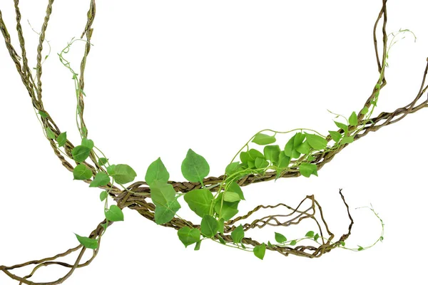 Köklerinde dairesel sarmaşık var. Çalı üzümü ya da üç yapraklı yabani asma cayratia (Cayratia trifolia) liana sarmaşık bitkisi çalılığı, doğa çerçevesi orman sınırı, kesme yolu dahil olmak üzere beyaz arka planda izole