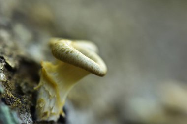 Beyaz mantar bitkileri kütüklere yapışır.