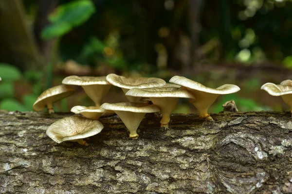 Plantas Hongos Blancos Adhieren Los Troncos — Foto de Stock