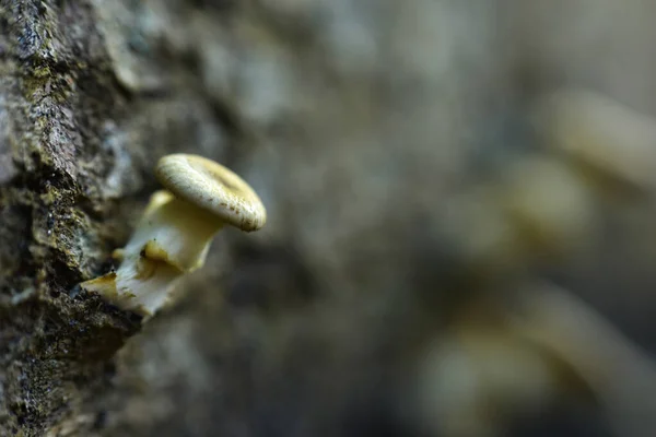 white mushroom plants stick to the logs