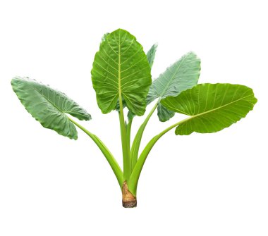 Beyaz arka planda izole edilmiş tropikal yaprak bitkisi Fil kulağı veya taro (Colocasia türleri) yeşil yaprakları içerir.,