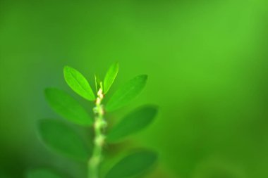 Bahçede bulanık yeşillik arkaplan üzerinde doğa görünümü yaprağı ve arka plan olarak doğal yeşil bitkiler manzarasını kullanarak metin için kopyalama alanı