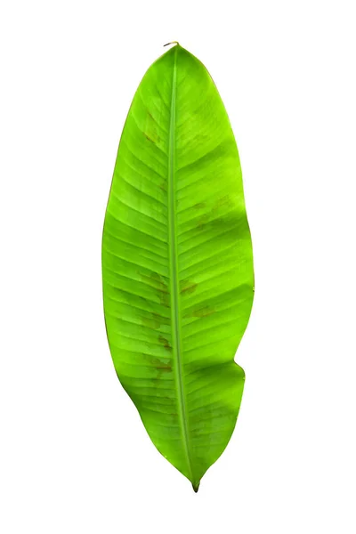 Green Banana Leaves Unique Motifs Isolated White Background Clipping Path — Stock Photo, Image