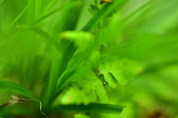 Nahaufnahme Natur Ansicht Blatt Auf Verschwommenem Grün Hintergrund Garten Mit — Stockfoto
