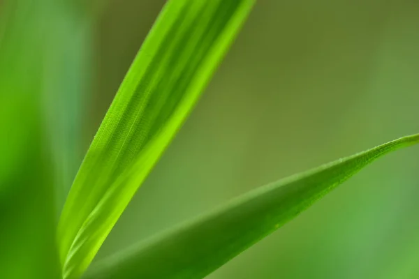 Nahaufnahme Natur Ansicht Blatt Auf Verschwommenem Grün Hintergrund Garten Mit — Stockfoto