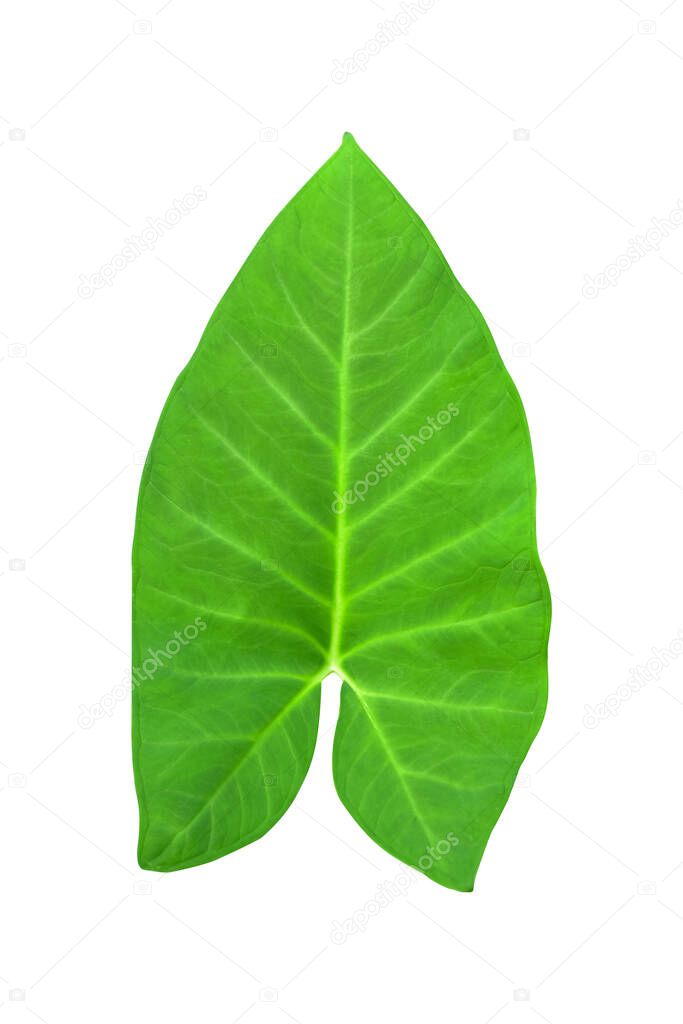 Large heart shaped green leaves of Elephant ear or taro (Colocasia species) the tropical foliage plant isolated on white background, clipping path included,