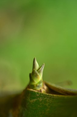 Bahçede bulanık yeşillik arkaplan üzerinde doğa görünümü yaprağı ve arka plan olarak doğal yeşil bitkiler manzarasını kullanarak metin için kopyalama alanı