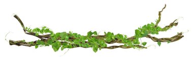 Köklerinde dairesel sarmaşık var. Çalı üzümü ya da üç yapraklı yabani asma cayratia (Cayratia trifolia) liana sarmaşık bitkisi çalılığı, doğa çerçevesi orman sınırı, kesme yolu dahil olmak üzere beyaz arka planda izole