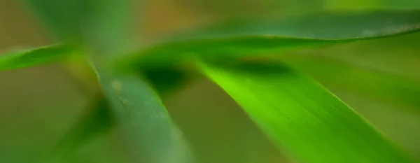 Abstrakt Grönt Löv Bakgrund Mjuk Fokus Solig Dag Frisk Våren — Stockfoto
