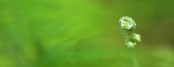 Abstrato Verde Folha Fundo Foco Suave Dia Ensolarado Campo Primavera — Fotografia de Stock