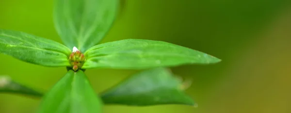 Abstraktes Grünes Blatt Hintergrund Weicher Fokus Sonniger Tag Frisches Frühlingsfeld — Stockfoto