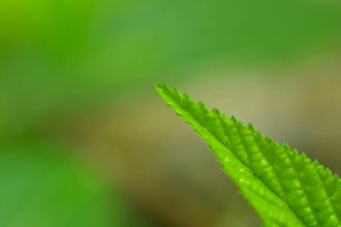 Soyut yeşil yaprak arka plan, yumuşak odak, güneşli gün, taze bahar tarlası, doğal desenli duvar kağıdı.