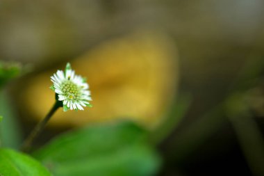 Soyut yeşil yaprak arka plan, yumuşak odak, güneşli gün, taze bahar tarlası, doğal desenli duvar kağıdı.