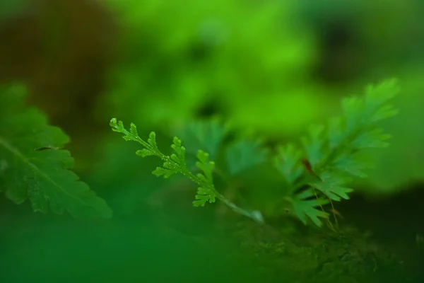 Абстрактный Зеленый Лист Фона Мягкий Фокус Солнечный День Свежее Весеннее — стоковое фото
