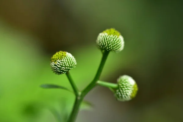 Fondo Hoja Verde Abstracto Enfoque Suave Día Soleado Campo Primavera — Foto de Stock