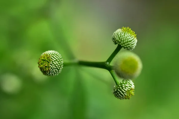 Fondo Hoja Verde Abstracto Enfoque Suave Día Soleado Campo Primavera — Foto de Stock