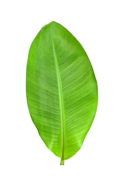 Green Banana Leaves Unique Motifs Isolated White Background Clipping Path — Stock Photo, Image