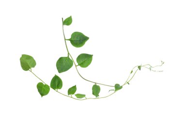 Kalp şeklinde yeşil yapraklar tırmanan sarmaşık sarmaşıkları (Telosma kordata) sarmaşık sarmaşığı sarmaşık sarmaşığı beyaz arka planda yalıtılmış yabani orman bitkisi, kırpma yolu dahil.