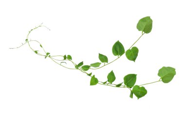 Kalp şeklinde yeşil yapraklar tırmanan sarmaşık sarmaşıkları (Telosma kordata) sarmaşık sarmaşığı sarmaşık sarmaşığı beyaz arka planda yalıtılmış yabani orman bitkisi, kırpma yolu dahil.