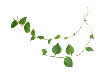 Kalp şeklinde yeşil yapraklar tırmanan sarmaşık sarmaşıkları (Telosma kordata) sarmaşık sarmaşığı sarmaşık sarmaşığı beyaz arka planda yalıtılmış yabani orman bitkisi, kırpma yolu dahil.