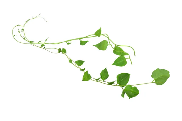 Srdce Tvaru Zeleného Listí Šplhání Popínavé Rostliny Skluzavky Telosma Cordata — Stock fotografie