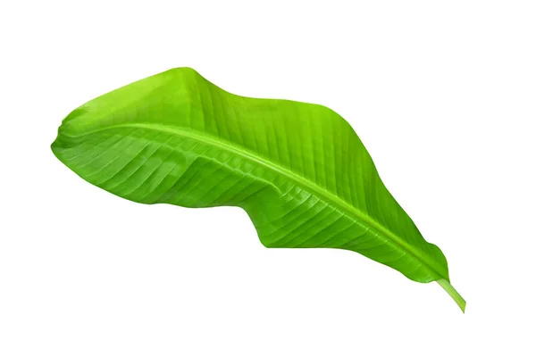 Green Banana Leaves Unique Motifs Isolated White Background Clipping Path — Stock Photo, Image