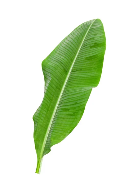 Groene Bananenbladeren Met Unieke Motieven Geïsoleerd Een Witte Achtergrond Inclusief — Stockfoto