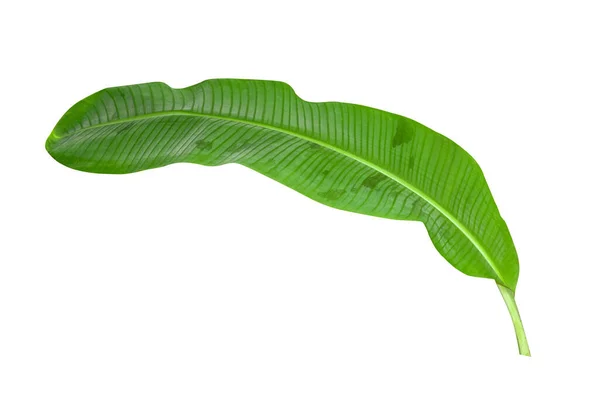 Grüne Bananenblätter Mit Einzigartigen Motiven Isoliert Auf Weißem Hintergrund Schneideweg — Stockfoto