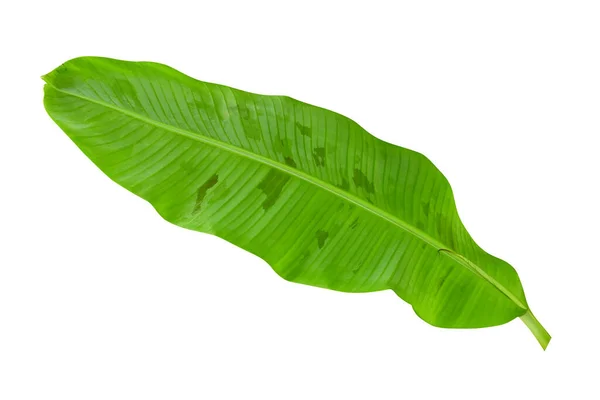 Foglie Banana Verde Con Motivi Unici Isolate Sfondo Bianco Percorso — Foto Stock