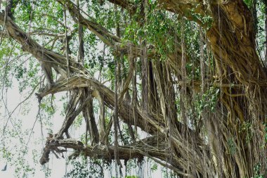 Vahşi ormanda büyük bir ağaç kökü. Tropikal ormanın derinliklerindeki banyan kökü inanılmaz. Yaşlı bir ağacın doğal kökleri vardır..