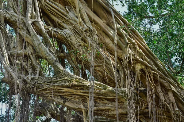 Grande Racine Arbre Dans Jungle Sauvage Incroyable Racine Banyan Dans — Photo