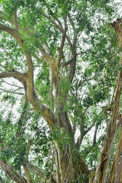 Raiz Árvore Grande Selva Selvagem Raiz Banyan Incrível Floresta Tropical — Fotografia de Stock