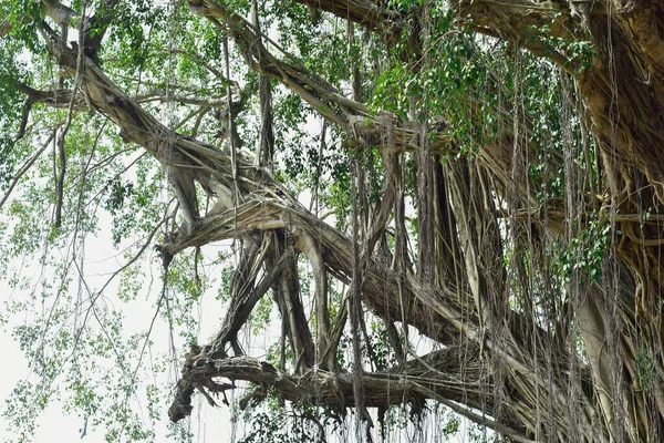 Große Baumwurzel Der Wildnis Des Dschungels Erstaunliche Banyanwurzel Tiefen Tropischen — Stockfoto