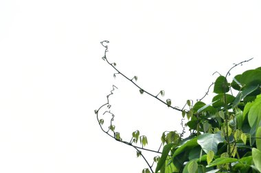 Çalı üzümü ya da üç yapraklı yabani asma cayratia (Cayratia trifolia) liana sarmaşık bitkisi çalısı, mavi gökyüzü ve beyaz bulutlarla çevrili doğa çerçevesi orman sınırı