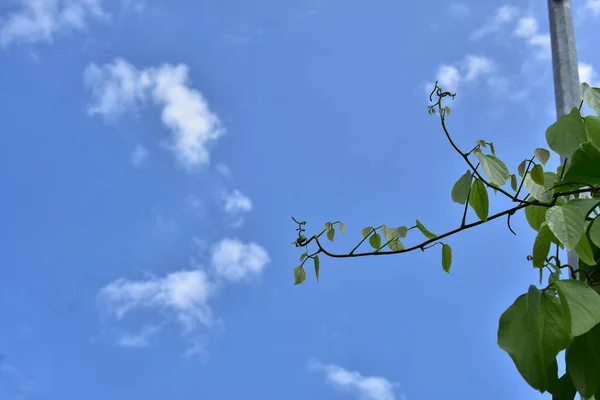 Winogrona Krzaczaste Lub Trójlistne Dzikie Winorośle Cayratia Cayratia Trifolia Liana — Zdjęcie stockowe