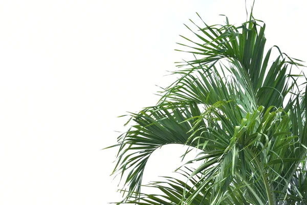 Beyaz Zemin Üzerinde Izole Tropik Palmiye Yaprağı Bitki — Stok fotoğraf