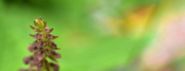 Soyut yeşil yaprak arka plan, yumuşak odak, güneşli gün, taze bahar tarlası, doğal desenli duvar kağıdı.